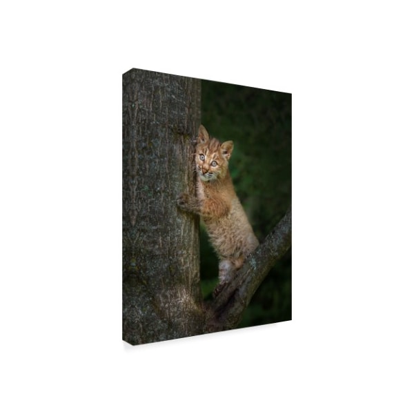 Galloimages Online 'Bobcat Kitten Poses Against Tree Trunk' Canvas Art,35x47